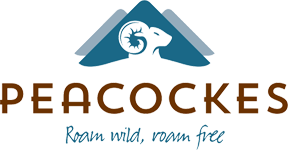 An image labelled Peacockes Hotel Logo